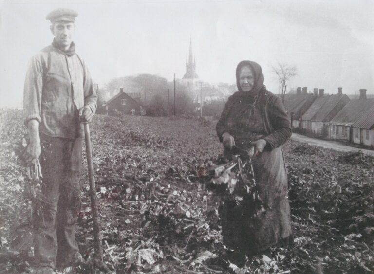 Betupptagning tidigt 1900-tal, Hörupsvägen i Borrby